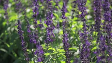 Adaçayı çiçekleri üzerinde kelebek