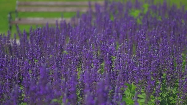 Мудрые фиолетовые цветы — стоковое видео