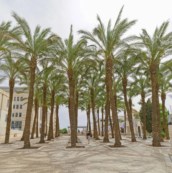 エルサレムのヤシの木の大通りとキカル・サフラ広場 — ストック写真
