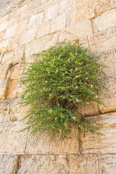 Caper Arbusto Muro Occidental Jerusalén — Foto de Stock