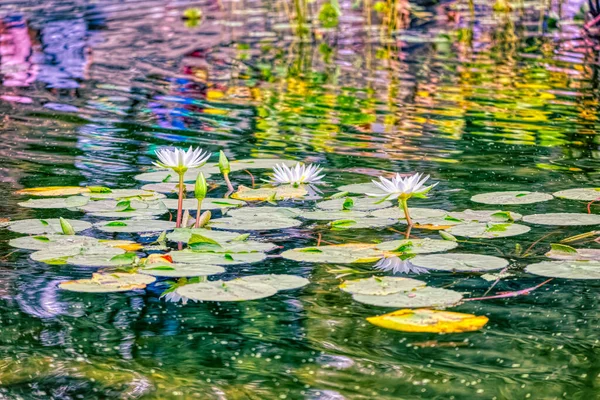 Virágzik a tó Central Park, New York — Stock Fotó