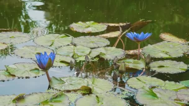 Blooms in a lake in Central Park, New York — Stock Video