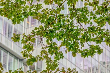 Bryant Park, New York 'ta yapay zekanın önünde doğal.