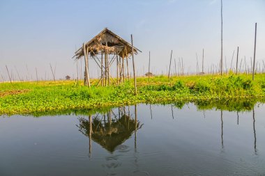 Inle gölünde yüzen saçaklar