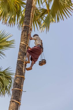 Bagan 'da hindistan cevizi toplayıcısı