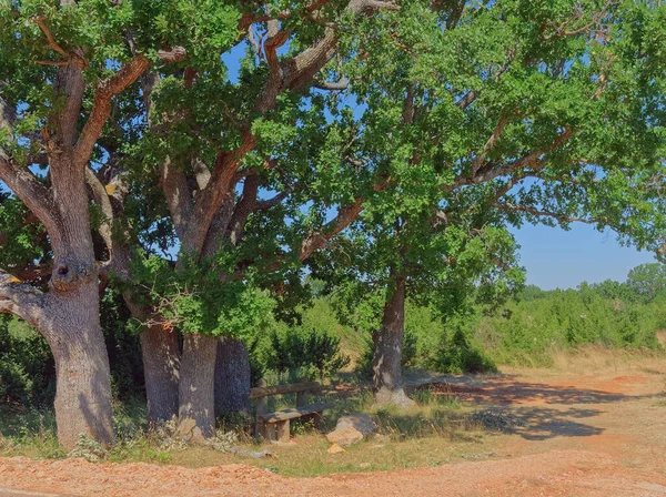 Een rustplaats onder de grote oude eik in het Dalmatische achterland — Stockfoto