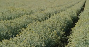 Hırvatistan 'ın Oklaj kenti yakınlarındaki Immortelle alanı