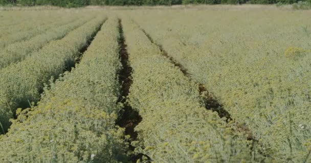 Campo de Immortelle cerca de Oklaj en Croacia — Vídeo de stock