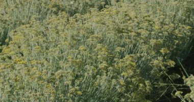 Hırvatistan 'ın Oklaj kenti yakınlarındaki Immortelle alanı