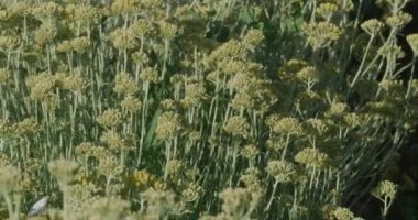 Hırvatistan 'ın Oklaj kenti yakınlarındaki Immortelle alanı