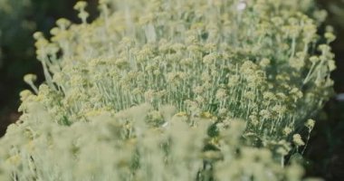Hırvatistan 'ın Oklaj kenti yakınlarındaki Immortelle alanı