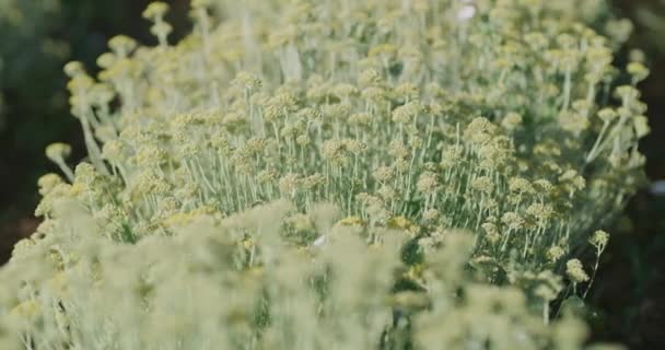 Campo di Immortelle vicino Oklaj in Croazia — Video Stock