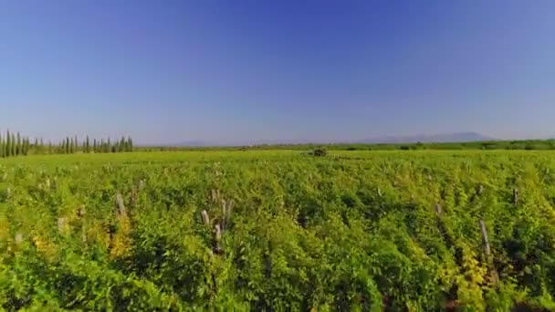 Uitzicht vanuit de lucht op de wijngaarden in Oklaj, in Kroatië — Stockvideo