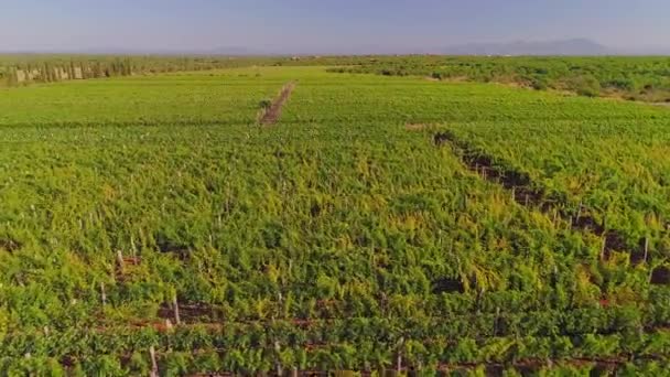 Uitzicht vanuit de lucht op de wijngaarden in Oklaj, in Kroatië — Stockvideo