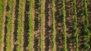 Hırvatistan 'ın Slavonya kentindeki üzüm bağları