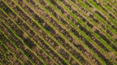 Hırvatistan 'ın Slavonya kentindeki üzüm bağları