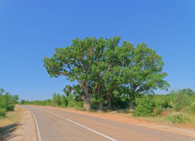 Dalmaçya 'nın iç kesimlerinde asfalt yolda büyük bir meşe ağacı var.