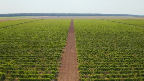 Campo viticolo in Slavonia, Croazia — Video Stock