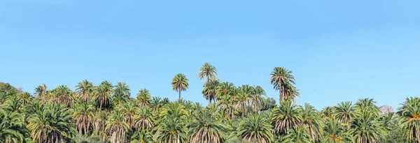 Doğal ortamında kanarya palmiyesi ormanı