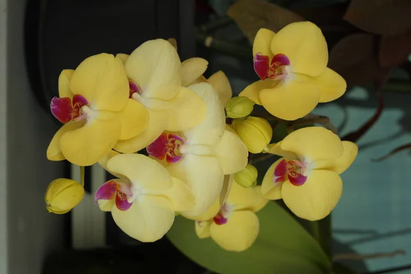 Detalhe Das Flores Orquídea Phaleonopsis — Fotografia de Stock