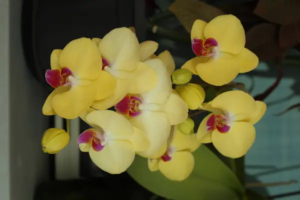 Phaleonopsis orkide çiçeklerinin ayrıntıları