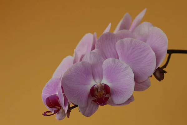 Phaleonopsis orkide çiçeklerinin ayrıntıları