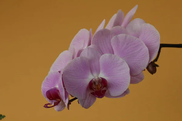 Phaleonopsis orkide çiçeklerinin ayrıntıları