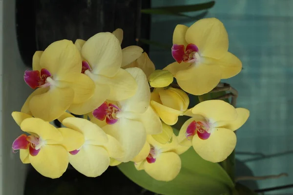Detail Phaleonopsis Orchid Flowers — Stock Photo, Image
