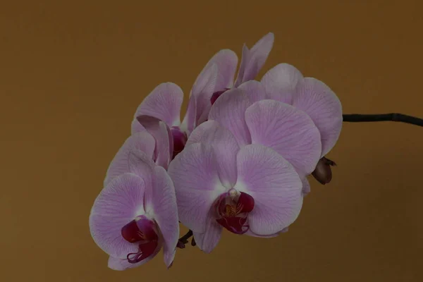 Phaleonopsis orkide çiçeklerinin ayrıntıları