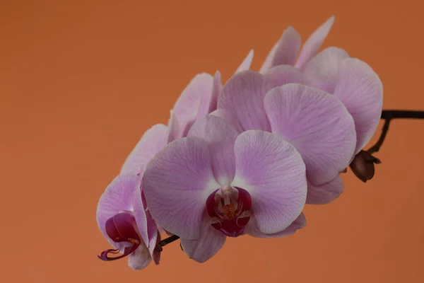 Phaleonopsis orkide çiçeklerinin ayrıntıları