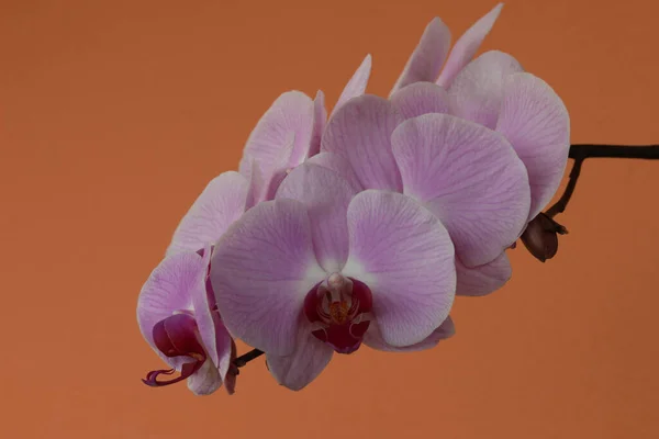 Phaleonopsis orkide çiçeklerinin ayrıntıları