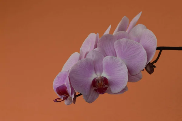 Phaleonopsis orkide çiçeklerinin ayrıntıları