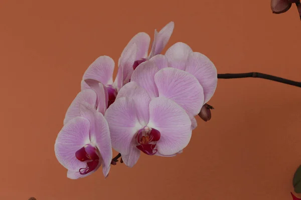 Phaleonopsis orkide çiçeklerinin ayrıntıları