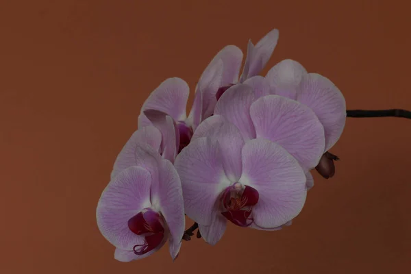 Detail Faleonopsis Orchidej Květiny — Stock fotografie