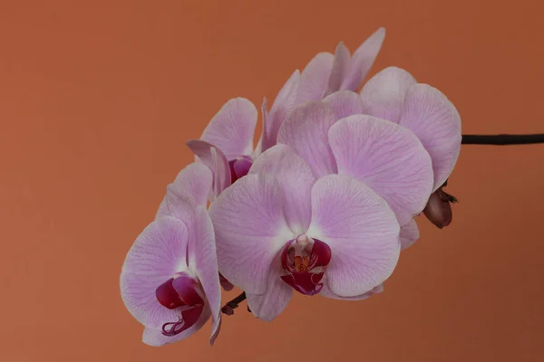 Phaleonopsis orkide çiçeklerinin ayrıntıları