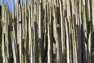 Doğal ortamında öforbi kanaryası.