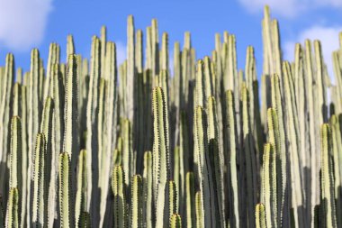Doğal ortamında öforbi kanaryası.