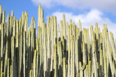 Doğal ortamında öforbi kanaryası.