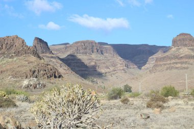 Doğal ortamında öforbi kanaryası.