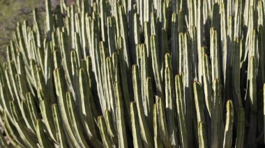 Doğal ortamında öforbi kanaryası.