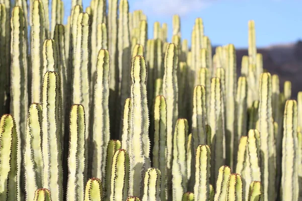 Euphorbia Canariensis Sin Naturliga Livsmiljö — Stockfoto