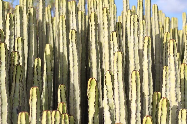 Euphorbia Canariensis Естественной Среде Обитания — стоковое фото