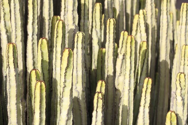 Euphorbia Canariensis Its Natural Habitat — Stock Photo, Image