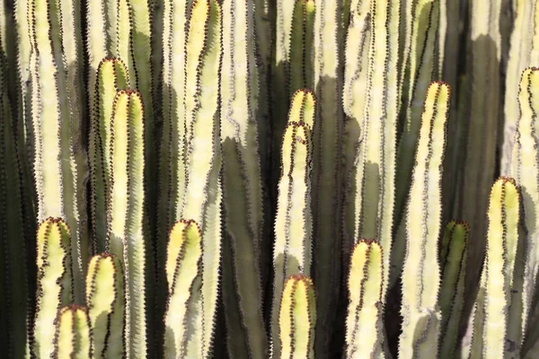 Euphorbia Canariensis Nel Suo Habitat Naturale — Foto Stock