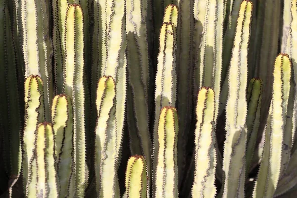Euphorbia Canariensis Seu Habitat Natural — Fotografia de Stock