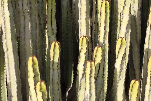 Euforbia Canariensis Svém Přirozeném Prostředí — Stock fotografie