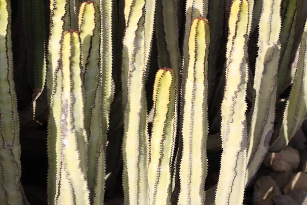 Euphorbia Canariensis Természetes Élőhelyén — Stock Fotó