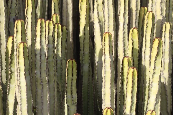 Euphorbia Canariensis Seu Habitat Natural — Fotografia de Stock