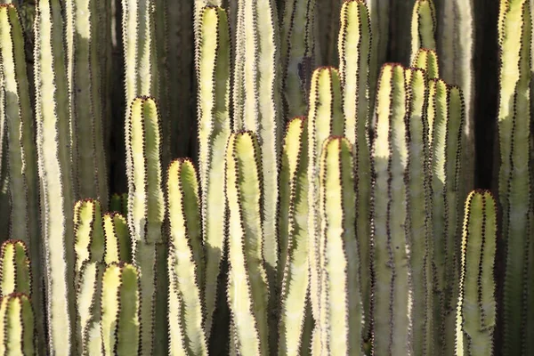 Euphorbia Canariensis Seu Habitat Natural — Fotografia de Stock