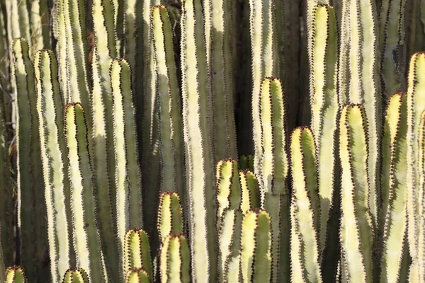 Euphorbia Canariensis Seu Habitat Natural — Fotografia de Stock